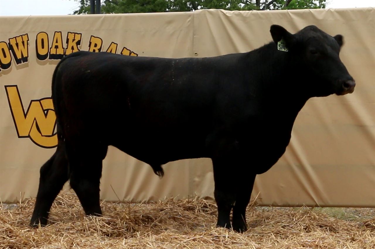 Best Black Bulls